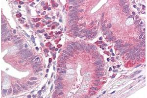 Anti-EIF2S1 antibody IHC staining of human small intestine. (EIF2S1 anticorps)