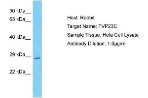 Host: Rabbit Target Name: TVP23C Sample Type: Hela Whole cell lysates Antibody Dilution: 1. (TVP23C/FAM18B2 anticorps  (N-Term))