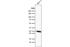 Western Blot Analysis of MCF-7 cell lysate using Bcl-2 Mouse Monoclonal Antibody (BCL2/782).