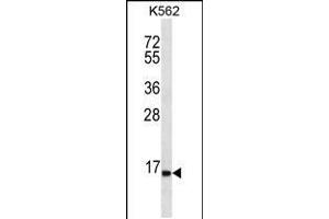 Western blot analysis in K562 cell line lysates (35ug/lane). (SPINK8 anticorps  (C-Term))