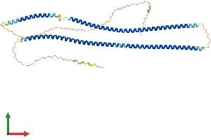 AlphaFold protein structure predicition of Human Recombinant KRT35 Protein, UniprotID Q92764