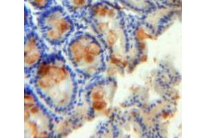 Used in DAB staining on fromalin fixed paraffin-embedded Intestine tissue (RETNLB anticorps  (AA 24-105))