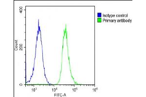 Overlay histogram showing A431 cells stained with (ABIN6243640 and ABIN6578866)(green line).