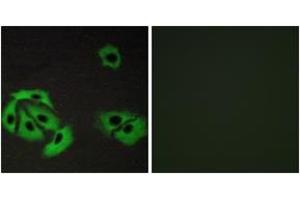 Immunofluorescence analysis of A549 cells, using BAX Antibody. (BAX anticorps  (AA 80-129))