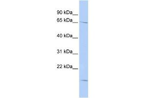 WB Suggested Anti-RANBP3 Antibody Titration: 0. (RanBP3 anticorps  (N-Term))