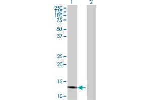 Western Blot analysis of IFITM3 expression in transfected 293T cell line by IFITM3 MaxPab polyclonal antibody.