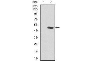 Western blot analysis using IGF2 mAb against HEK293 (1) and IGF2 (AA: 25-180)-hIgGFc transfected HEK293 (2) cell lysate.