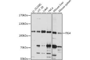 Western blot analysis of extracts of various cell lines, using FIG4 Rabbit pAb (ABIN7267203) at 1:1000 dilution. (FIG4 anticorps  (AA 608-907))