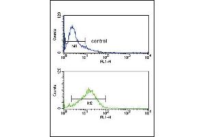 Flow cytometry analysis of Jurkat cells (bottom histogram) compared to a negative control cell (top histogram). (IRF8 anticorps  (AA 241-269))