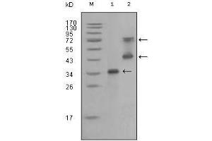 Western Blot showing RET antibody used against truncated RET recombinant protein (1) and RET (aa658-1063)-hIgGFc transfected CHO-K1 cell lysate (2). (Ret Proto-Oncogene anticorps  (AA 896-1063))