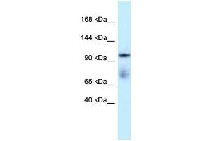 anti-Microtubule Associated Monoxygenase, Calponin and LIM Domain Containing 1 (MICAL1) (C-Term) antibody