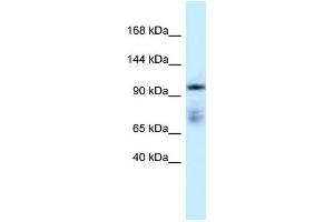 Western Blot showing MICAL1 antibody used at a concentration of 1 ug/ml against Placenta Lysate