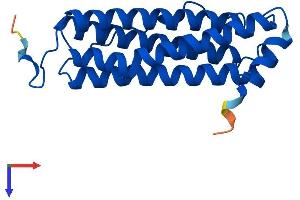 AlphaFold protein structure predicition of Mouse Recombinant Fth1 Protein, UniprotID P09528