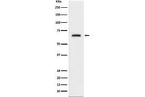 Western blot analysis of CRMP3 expression in SH-SY5Y cell lysate.