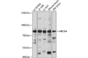 Western blot analysis of extracts of various cell lines, using  antibody (ABIN7265746) at 1:1000 dilution. (ABCG4 anticorps  (AA 270-370))