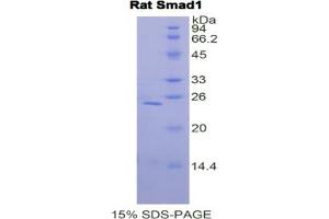 SDS-PAGE analysis of Rat Smad1 Protein. (SMAD1 Protéine)