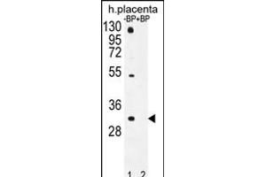 Western blot analysis of OR1D5 Antibody (C-term) Pab (ABIN655952 and ABIN2845338) pre-incubated without(lane 1) and with(lane 2) blocking peptide in human placenta tissue lysate. (OR1D5 anticorps  (C-Term))