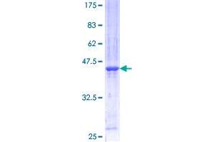 Image no. 1 for BUD31 Homolog (BUD31) (AA 1-144) protein (GST tag) (ABIN1346992)
