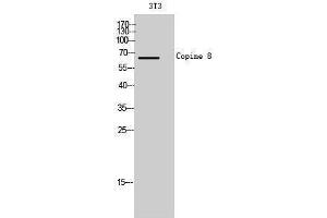 Western Blotting (WB) image for anti-Copine VIII (CPNE8) (N-Term) antibody (ABIN3184046)
