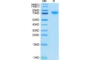 Biotinylated Human Siglec-9 on Tris-Bis PAGE under reduced condition.