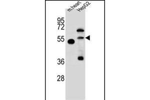 NOSTRIN Antibody (Center) (ABIN657754 and ABIN2846736) western blot analysis in mouse heart tissue and HepG2 cell line lysates (35 μg/lane). (NOSTRIN anticorps  (AA 296-325))