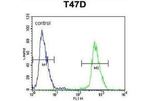 Flow cytometric analysis of T47D cells using NUP210 / GP210 Antibody (N-term) Cat. (NUP210 anticorps  (N-Term))