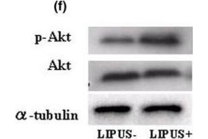 Western blotting analysis.