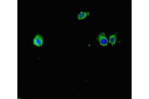 Immunofluorescent analysis of Hela cells using ABIN7177441 at dilution of 1:100 and Alexa Fluor 488-congugated AffiniPure Goat Anti-Rabbit IgG(H+L) (Mup6 anticorps  (AA 19-180))