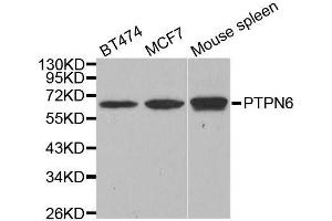 Western blot analysis of extracts of various cell lines, using PTPN6 antibody. (SHP1 anticorps  (AA 100-400))
