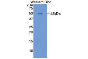 Western Blotting (WB) image for anti-Apolipoprotein E (APOE) (AA 14-167) antibody (ABIN1077825) (APOE anticorps  (AA 14-167))