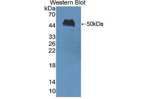 Western blot analysis of the recombinant protein. (Nucleobindin 1 anticorps  (AA 26-413))