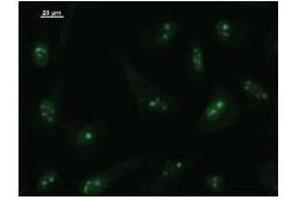 Immunostaining analysis in HeLa cells.