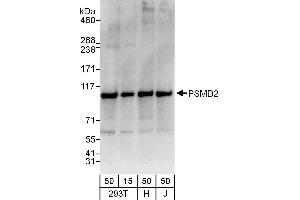 Western Blotting (WB) image for anti-Proteasome (Prosome, Macropain) 26S Subunit, Non-ATPase, 2 (PSMD2) (AA 1-50) antibody (ABIN7450611)