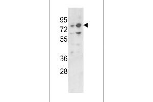 Western blot analysis of PLZF Antibody (C-term) (ABIN390611 and ABIN2840923) in 293, K562 cell line lysates (35 μg/lane). (ZBTB16 anticorps  (C-Term))