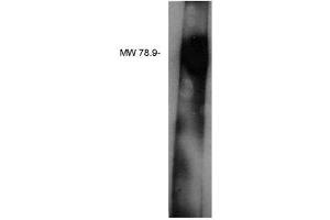 Image no. 1 for anti-Lipid Phosphate Phosphatase-Related Protein Type 3 (LPPR3) antibody (ABIN4620343) (LPPR3 anticorps)