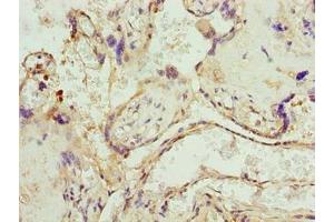 Immunohistochemistry of paraffin-embedded human placenta tissue using ABIN7174587 at dilution of 1:100 (UBXN1 anticorps  (AA 1-280))