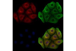 ABIN7094474 and ABIN7098522 staining Hela cells by IF/ICC.