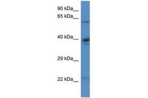 Image no. 1 for anti-Aldehyde Dehydrogenase 4 Family, Member A1 (ALDH4A1) (N-Term) antibody (ABIN6746262) (ALDH4A1 anticorps  (N-Term))