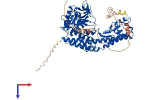 AlphaFold protein structure predicition of Human Recombinant SETD3 Protein, UniprotID Q86TU7
