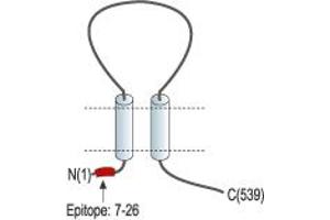 Representative domain view of the target of ABIN7884754.