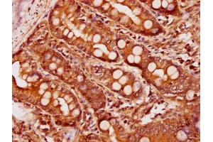 IHC image of ABIN7145692 diluted at 1:600 and staining in paraffin-embedded human small intestine tissue performed on a Leica BondTM system. (BMP4 anticorps  (AA 303-408))