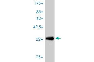 Western Blot detection against Immunogen (34.