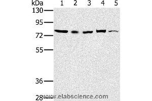 Western blot analysis of 293T, Raw264. (TAB3 anticorps)