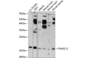Western blot analysis of extracts of various cell lines, using TXNDC12 antibody (ABIN7270800) at 1:3000 dilution. (TXNDC12 anticorps  (AA 93-172))