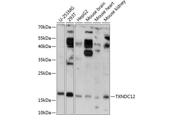 TXNDC12 anticorps  (AA 93-172)
