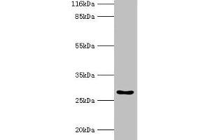 Western blot All lanes: HOXA6 antibody at 2 μg/mL + Mouse heart tissue Secondary Goat polyclonal to rabbit IgG at 1/10000 dilution Predicted band size: 27 kDa Observed band size: 27 kDa (HOXA6 anticorps  (AA 1-233))
