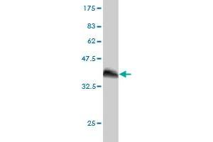 Western Blot detection against Immunogen (36.
