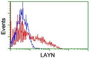 HEK293T cells transfected with either RC206197 overexpress plasmid (Red) or empty vector control plasmid (Blue) were immunostained by anti-LAYN antibody (ABIN2455651), and then analyzed by flow cytometry. (Layilin anticorps)