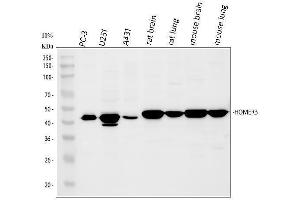 anti-Homer Homolog 3 (Drosophila) (HOMER3) (AA 282-360) antibody