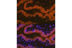 Immunofluorescence analysis of rat prostate using PSMA/FOLH1 Rabbit mAb (ABIN7267222) at dilution of 1:100 (40x lens).